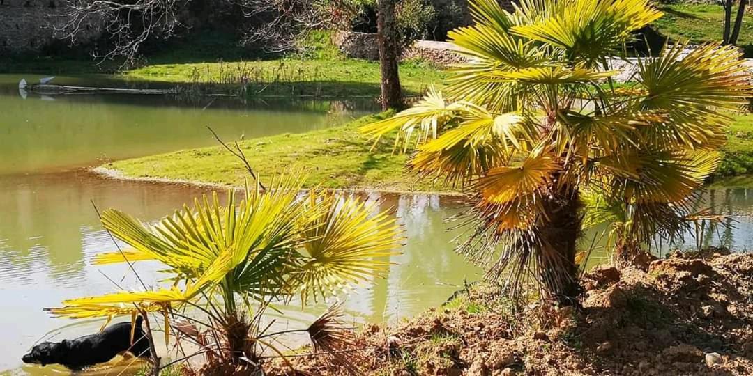 Les Amis De Gaure Apartman Rouffiac-d'Aude Kültér fotó